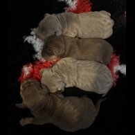 Dachshund (Standard &amp; Miniature) - Both