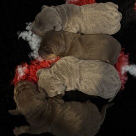 Dachshund (Standard &amp; Miniature) - Both