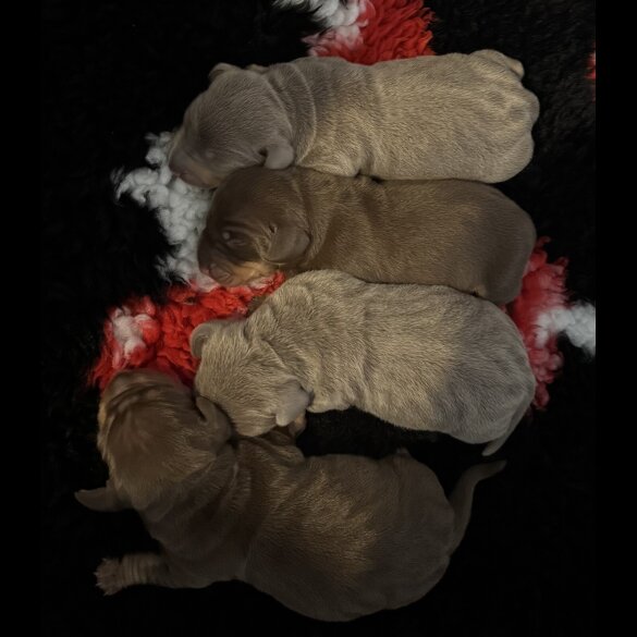 Dachshund (Standard &amp; Miniature) - Both