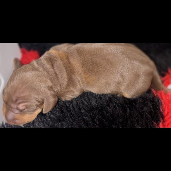 Dachshund (Standard &amp; Miniature) - Both