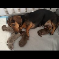 Dachshund (Standard &amp; Miniature) - Both