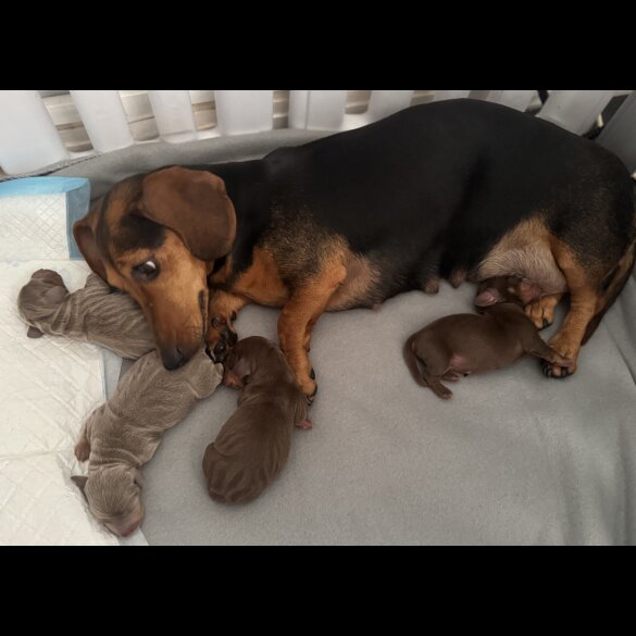 Dachshund (Standard &amp; Miniature) - Both