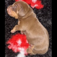 Dachshund (Standard &amp; Miniature) - Both