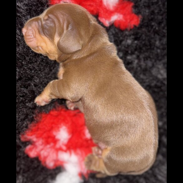 Dachshund (Standard &amp; Miniature) - Both