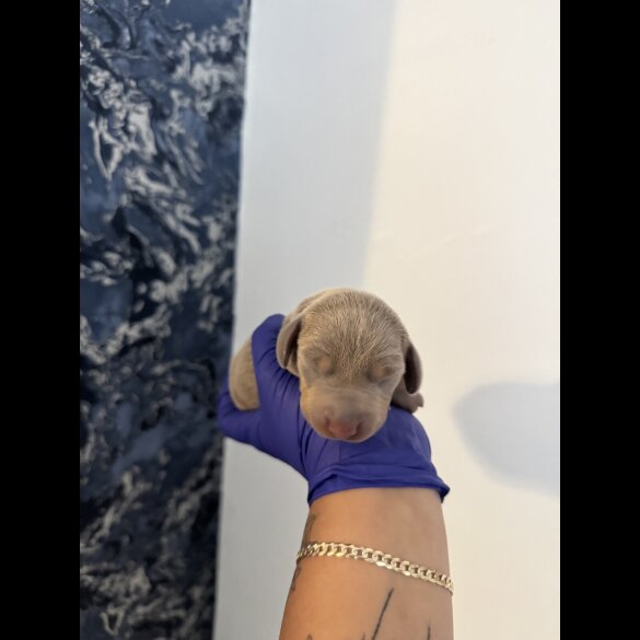 Dachshund (Standard &amp; Miniature) - Both