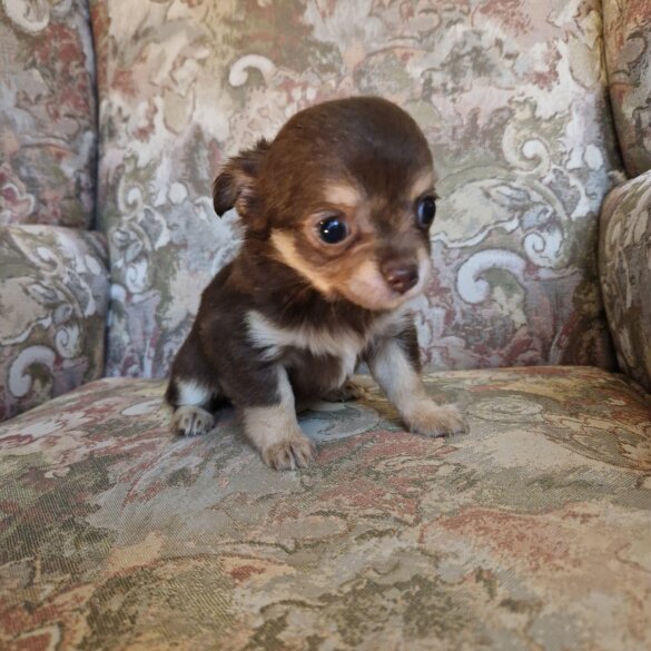 Chihuahua - Both
