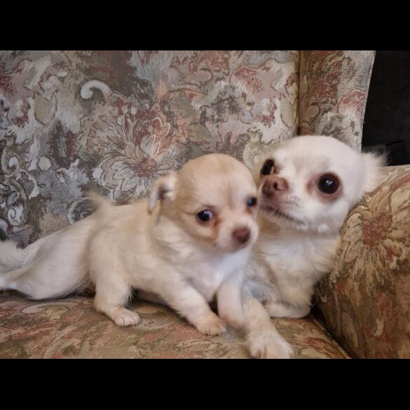 Chihuahua - Both