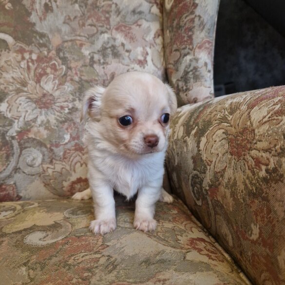 Chihuahua - Both