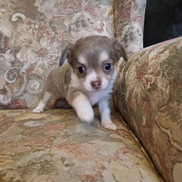 Chihuahua - Both