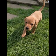 Labrador Retriever - Both