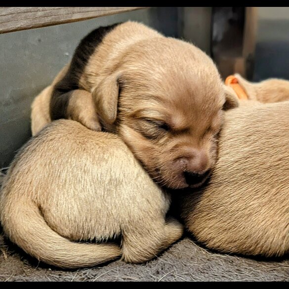 Labrador Retriever - Both