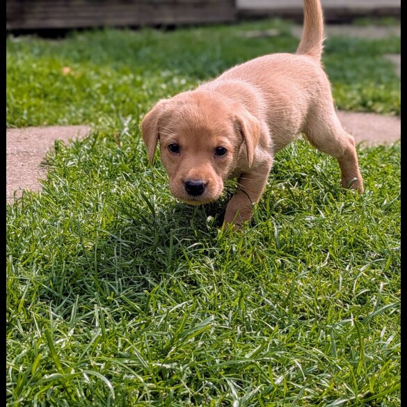 Labrador Retriever - Both