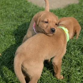 Labrador Retriever - Both