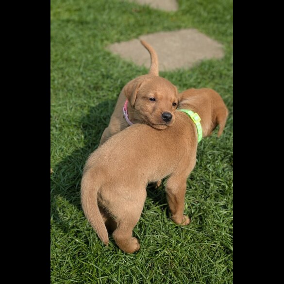Labrador Retriever - Both