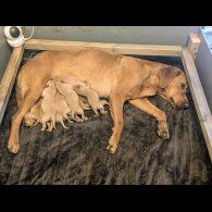 Labrador Retriever - Both