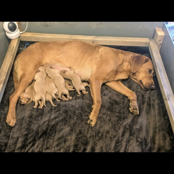 Labrador Retriever - Both