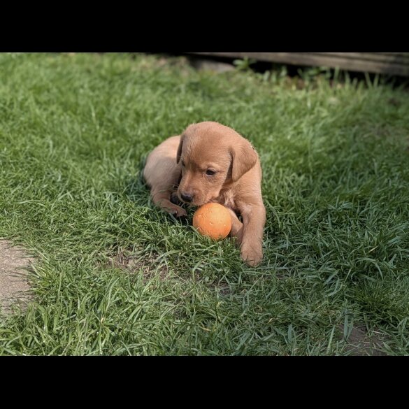 Labrador Retriever - Both