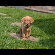 Labrador Retriever - Both