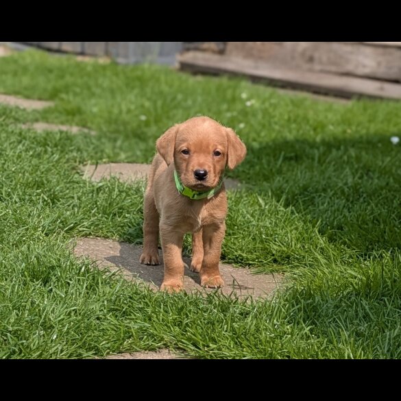 Labrador Retriever - Both