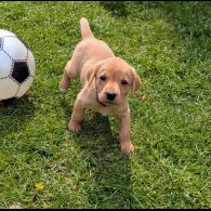 Labrador Retriever - Both