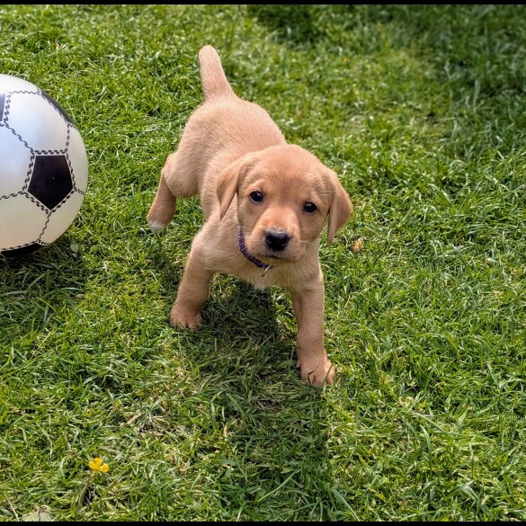 Labrador Retriever - Both
