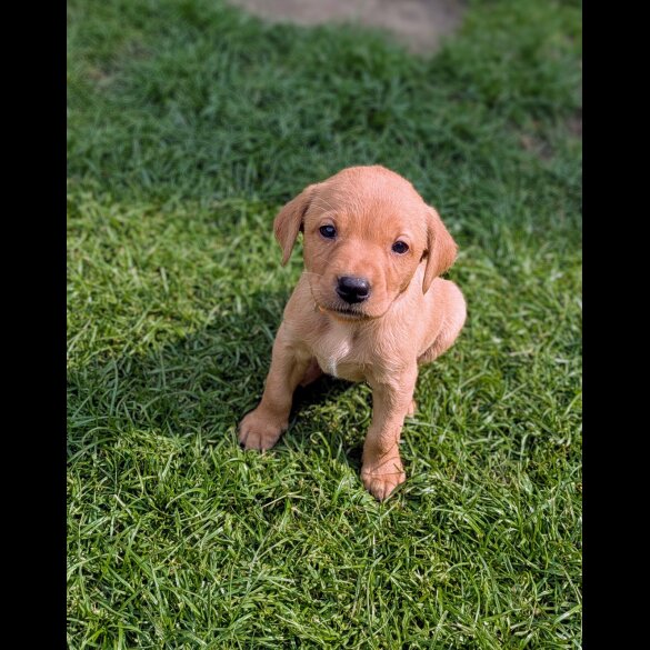 Labrador Retriever - Both