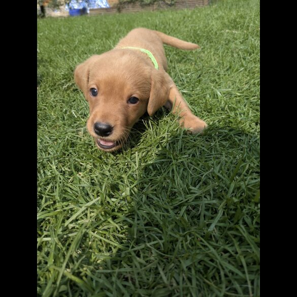 Labrador Retriever - Both