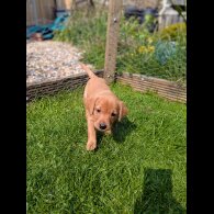 Labrador Retriever - Both