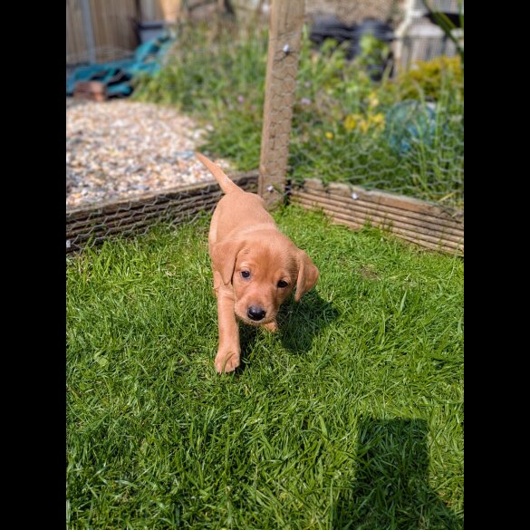 Labrador Retriever - Both