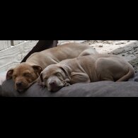 Mixed Breed - Both