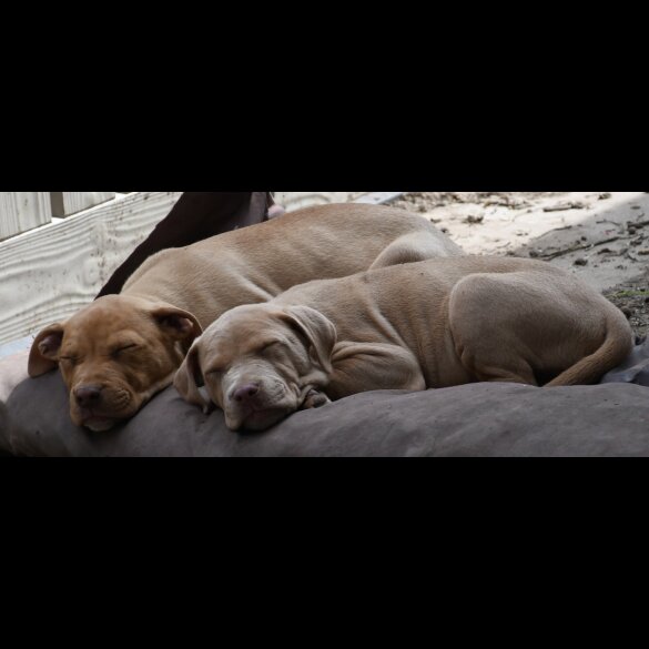 Mixed Breed - Both