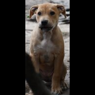 Mixed Breed - Both