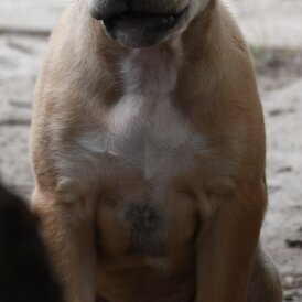 Mixed Breed - Both