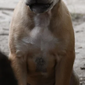 Mixed Breed - Both