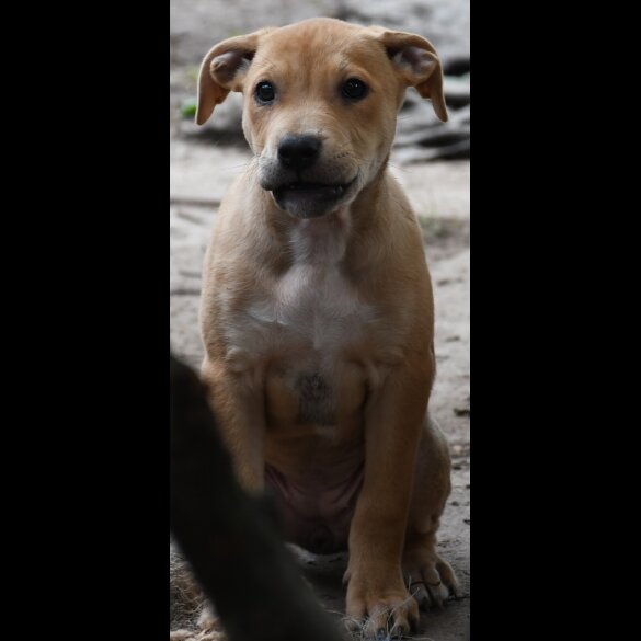 Mixed Breed - Both