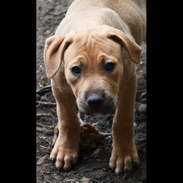 Mixed Breed - Both