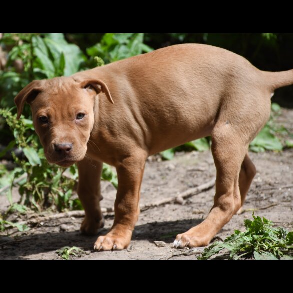 Mixed Breed - Both