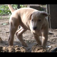 Mixed Breed - Both