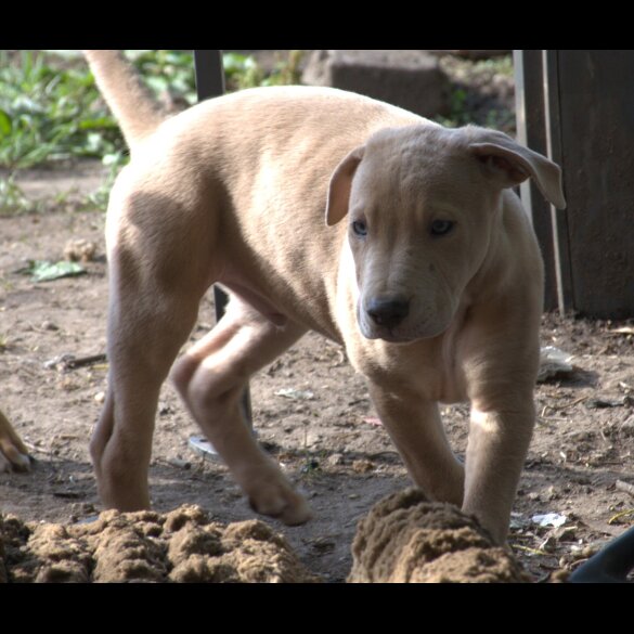 Mixed Breed - Both