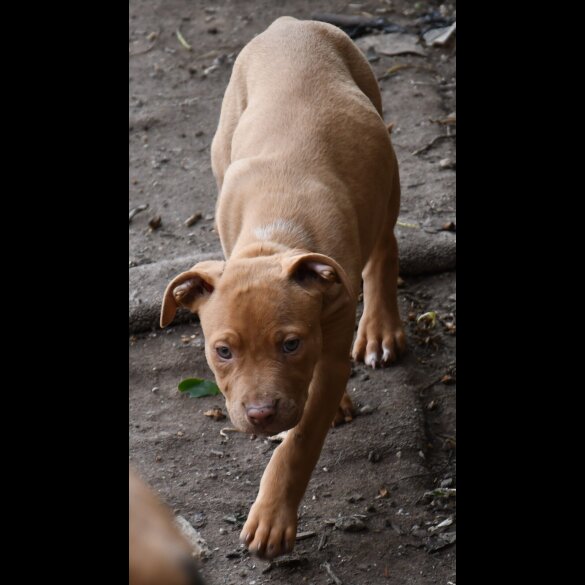 Mixed Breed - Both