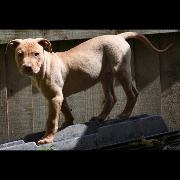 Mixed Breed - Both