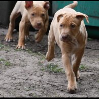 Mixed Breed - Both