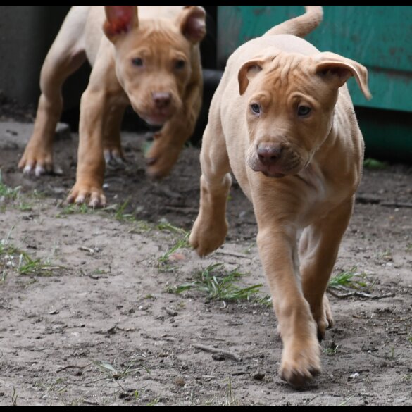 Mixed Breed - Both