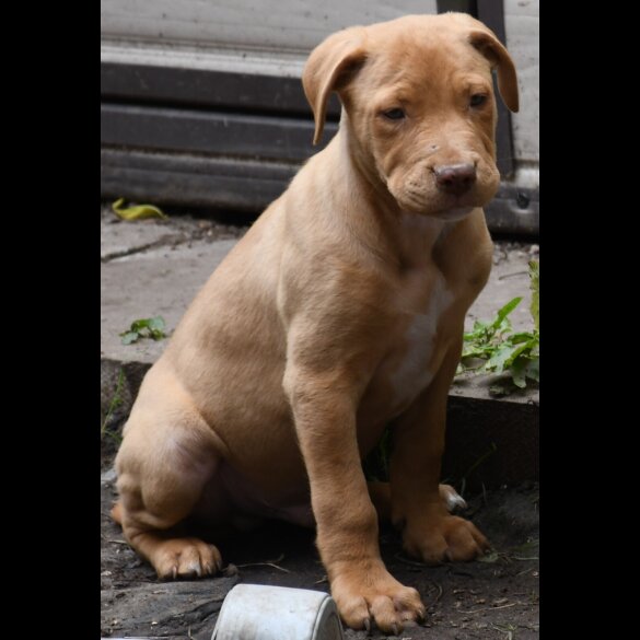 Mixed Breed - Both