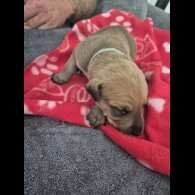 Mixed Breed - Both