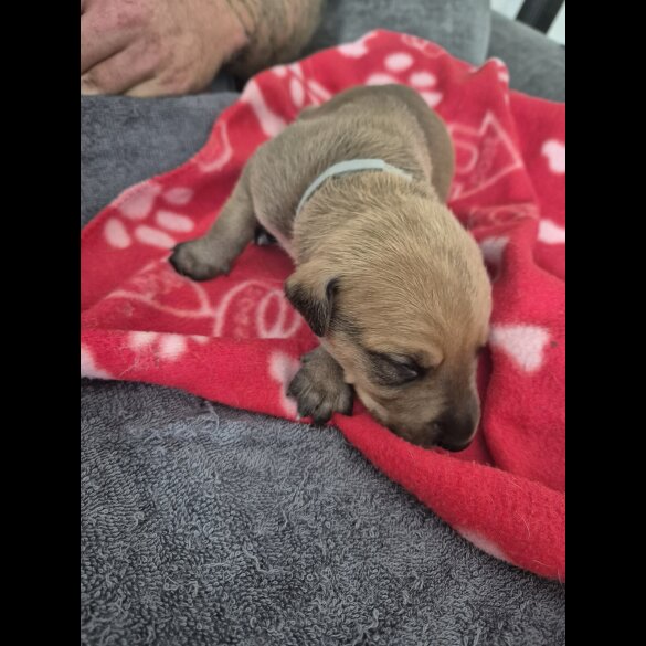 Mixed Breed - Both