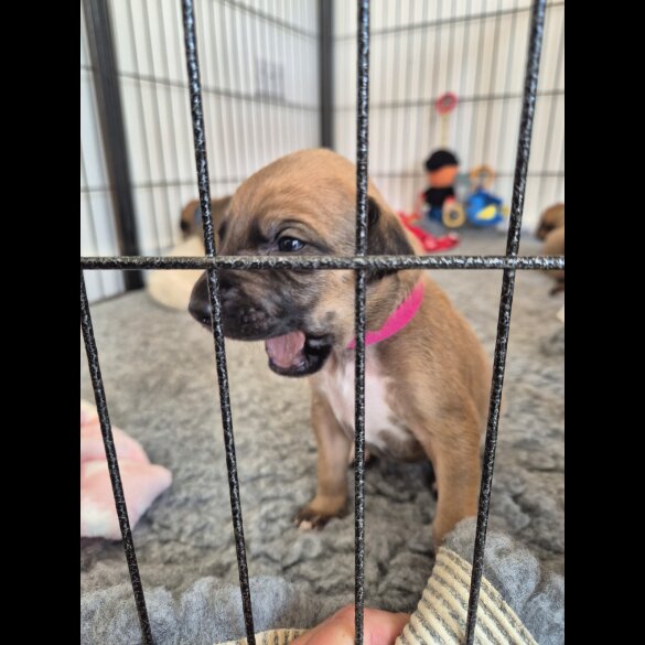 Mixed Breed - Both