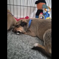 Mixed Breed - Both