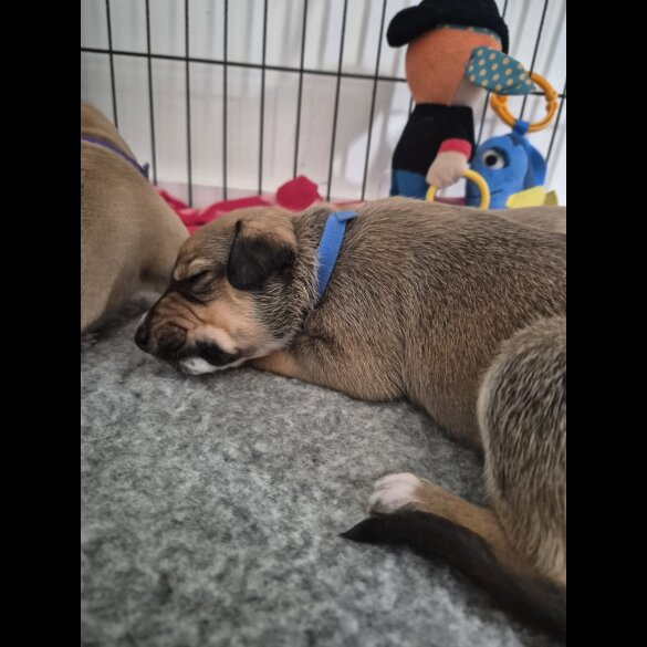 Mixed Breed - Both