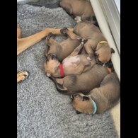 Mixed Breed - Both